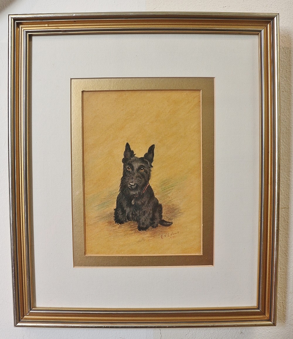 scottish terrier portrait by e v evans artist